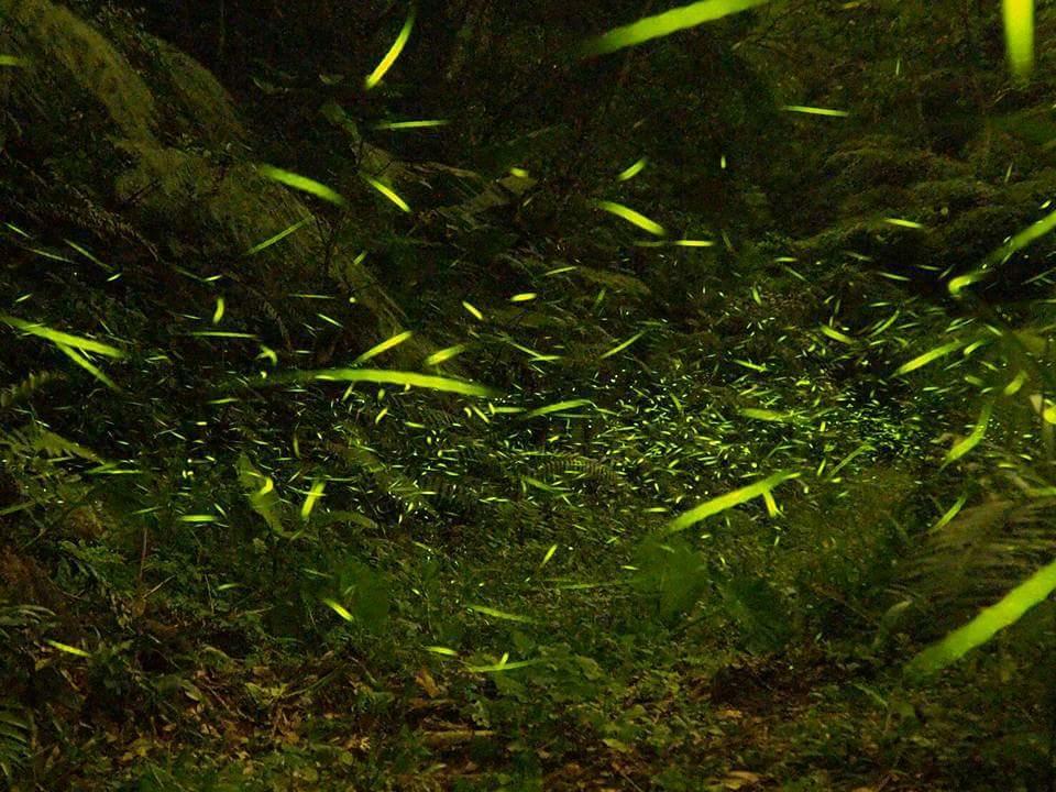 Starlight Forest B&B Jinshi Zewnętrze zdjęcie